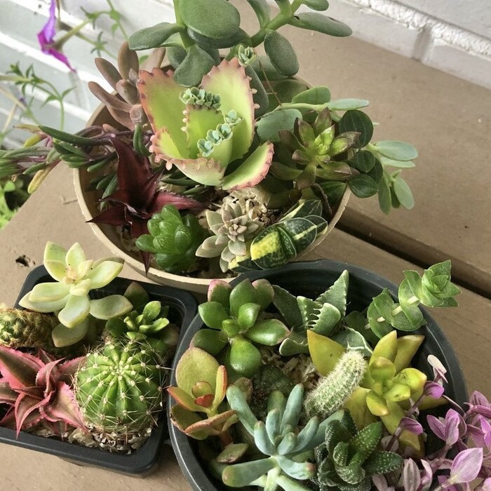 Succulent And Cacti Cuttings Assorted Varieties Colorful Indoor Décor Li... - $19.50