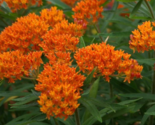 Sale 100 Seeds Milkweed Asclepias Orange Monarch Butterfly Host Plant Perennial
