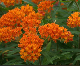 Sale 100 Seeds Milkweed Asclepias Orange Monarch Butterfly Host Plant Pe... - $10.00