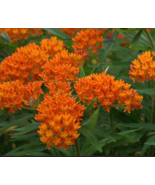 Sale 100 Seeds Milkweed Asclepias Orange Monarch Butterfly Host Plant Perennial - $10.00