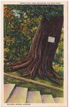 Postcard Arbor Vitae Tree Age 1000 Years Natural Bridge Virginia - £3.08 GBP