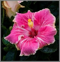 20 Pink White Tips Hibiscus Seeds Flowers Seed Perennial Flowers - £6.96 GBP