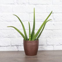 1Pcs Aloe Vera Plant - Copper Classic Pot - 4" Diameter Plant - Live Houseplant - $50.58
