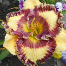 Hemerocallis Middendorffii Daylily Bonsai Perennial Flower - 150 Seeds - $9.53