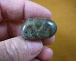 (F830-40) 1-1/4&quot; polished Petoskey stone ANCIENT coral specimen MI state... - $14.95