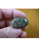 (F830-40) 1-1/4&quot; polished Petoskey stone ANCIENT coral specimen MI state... - $14.95