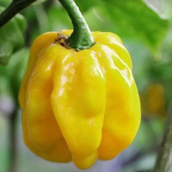 Jamaican Yellow Habanero Pepper Seeds 25+ Mushroom Chile Hot Pepper Fresh Garden - £5.05 GBP