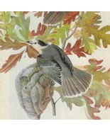 Canada Jay Bird 1946 Color Art Print John James Audubon Nature DWV2D - $663.05 MXN