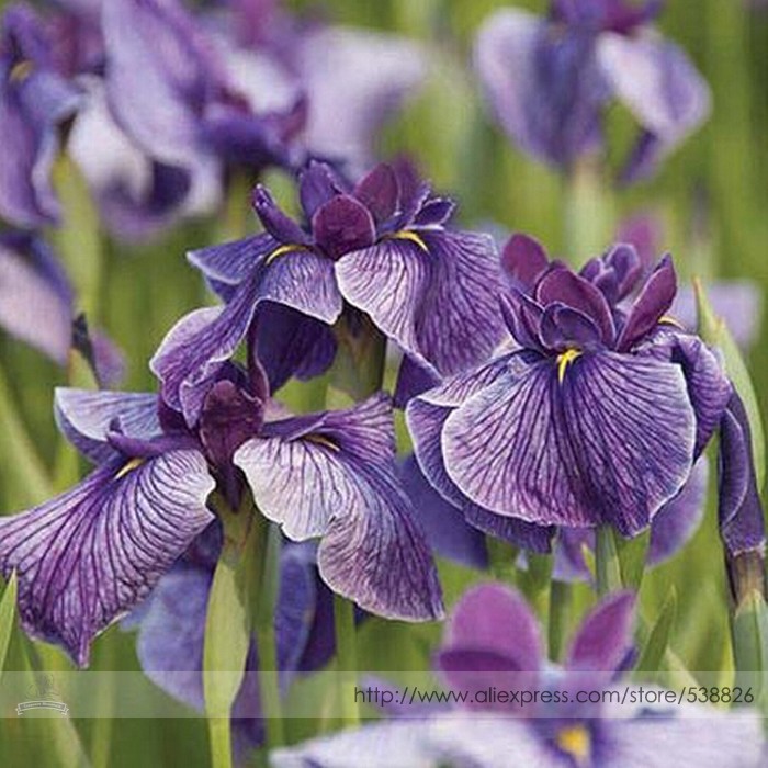 Big Blooming Marginal Bog Water Plant Purple Iris Seeds 20 Seeds Fresh - $3.46