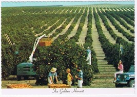 Florida Postcard Orange Grove Golden Harvest - £1.70 GBP