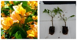 starter/plug plant Well Rooted CALIFORNIA GOLD Live Bougainvillea Plant - £36.87 GBP