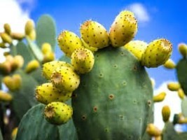 1 live pad - opuntia ficus (fig opuntia , prickly pear) * yellow - $15.00