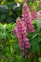 FA Store 25 Popsicle Pink Lupine Seeds Flower Perennial - £8.70 GBP