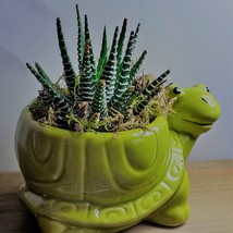 Succulent in Ceramic Turtle Pot Live Haworthia Zebra Plant 5" Green Planter image 5