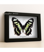 Real Peruvian Malachite Siproeta Stelenes Butterfly Framed Entomology Shadowbox - $82.70 CAD