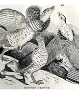 Ruffled Grouse Victorian 1856 Bird Wood Engraving Antique Nature Ephemer... - $54.86 CAD
