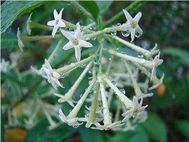 20 Pcs Cestrum Nocturnum Seeds Night Blooming Jasmine White Flowers From Garden - £5.18 GBP