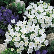 Fast Ship USA Seller Campanula Seeds Canterbury Bells White Flower Seeds 250 See - $18.42