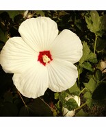 SEEDS- Hibiscus moscheutos -Cold Hardy Perennial with large gorgeous flo... - $152.36 MXN