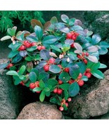 Wintergreen / Teaberry (gaultheria procumbens) evergreen - 25 seeds - $6.99