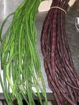 THJAR Yard Green/ Red Long Bean Seeds | Asian Chinese Noodle Bean String... - $64.12 MXN