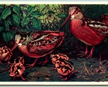 American Woodcock Birds UNP 1939 National Wildlife Publishing Postcard I3 - $9.85