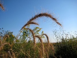 500 Canadian Rye Elymus Canadensis Grain Grazing Grass Ground Cover Seeds Fresh  - $15.20