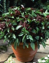 Herb Basil Siam Queen Edible Culinary Thai Basil Asian 250 Seeds From US - £7.97 GBP