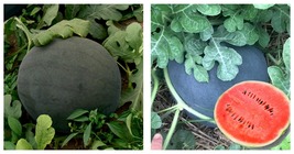 Black Landmine&#39; Series Watermelon 10 Bags (25 Seeds / Bag) Seeds - £23.51 GBP