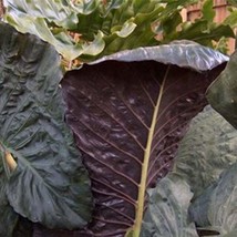 Best Serendipity Elephant Ear / Alocasia / Live Plant - $25.99