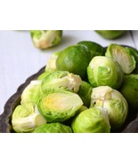 Brussel Sprout Seeds - Organic &amp; Non Gmo Brussel Sprout Seeds - Long Isl... - £1.76 GBP