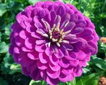 30 Zinnia Elegans Purple Flower Seeds Dahlia Purple Prince/Commom Zinnia - $14.98