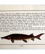 Lake Sturgeon 1939 Fresh Water Fish Art Gordon Ertz Color Plate Print PC... - $40.83 CAD