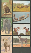 New York CITY-ZOOLOGICAL PARK-EAGLE-ELEPHANT-BISON-OWL-ZEBRA-LOT Of 7 Postcards - £9.33 GBP
