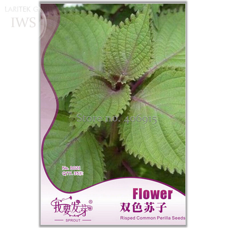 Double Color Suzi Seed Potted Perilla Seeds Crisped Common Perilla 35 Seeds - $7.99
