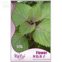 Double Color Suzi Seed Potted Perilla Seeds Crisped Common Perilla 35 Seeds - $7.99