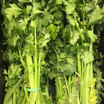 Chinese Celery Seeds, Yellow Stem, NON-GMO, Heirloom, Free Shipping - £1.46 GBP+