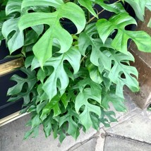 Rhaphidophora Tetrasperma Mini Monstera Tropical Fresh Seeds - £13.86 GBP