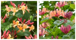 Coral Star Honeysuckle Vine Well Rooted Starter Plant Late Dutch Lonicera - £47.15 GBP