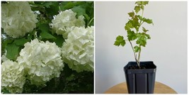 Old Fashioned Snowball Viburnum Shrub - 6-12&quot; Tall - Live Plant - 4&quot; Pot... - £68.48 GBP