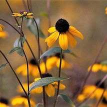 US Seller 50 Ozark Gold Coneflower Echinacea Paradoxa Yellow Bushs Coneflower Fl - $13.80