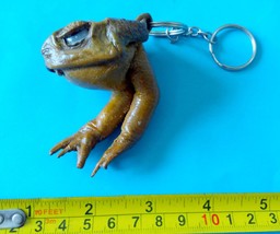 1 Key ring Filipino  frog / cane toad tanned  Philippines Rhinella marina - $9.50