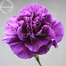 Zi Zun Purple Carnation Annual Flowers 50 Seeds Light Fragrant Mother Fl... - £7.69 GBP