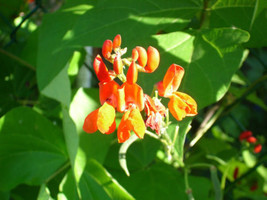 Bean Scarlet Runner Beans Flower 15 Seeds Gardening USA SHIPPING - £11.58 GBP