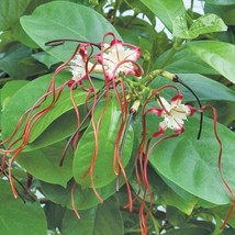 SD 15 Seeds Twisted Cord Flower House Flowers Fast Grow - $13.44