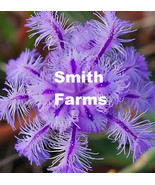 SEPTH 25 Seeds Purple Thysanotus Multiflorus Flowers - £6.33 GBP