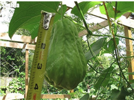 30 Seeds/ Bag Bonsai Chayote Seeds Succulent Pumpkin Fruit Vegetables Bonsai Pot - $6.22