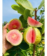KKG 1000 Bulk Guava Fruit Tree Shrub Psidium Guajava White Flower Fruit ... - $40.07