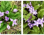 The Mandrake Mandragora Officinarum Mandrake Root 40 Seeds  - €25,72 EUR