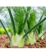 FLORENCE FENNEL 200 Seeds HERB Seeds - $5.00